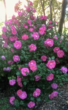 Riot of Roses, Brooklyn, NY, Credit: Malissa smith