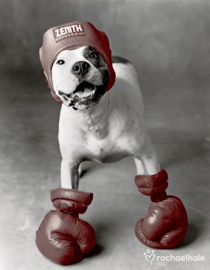 Boxing Dog, Credit: rachaelhale