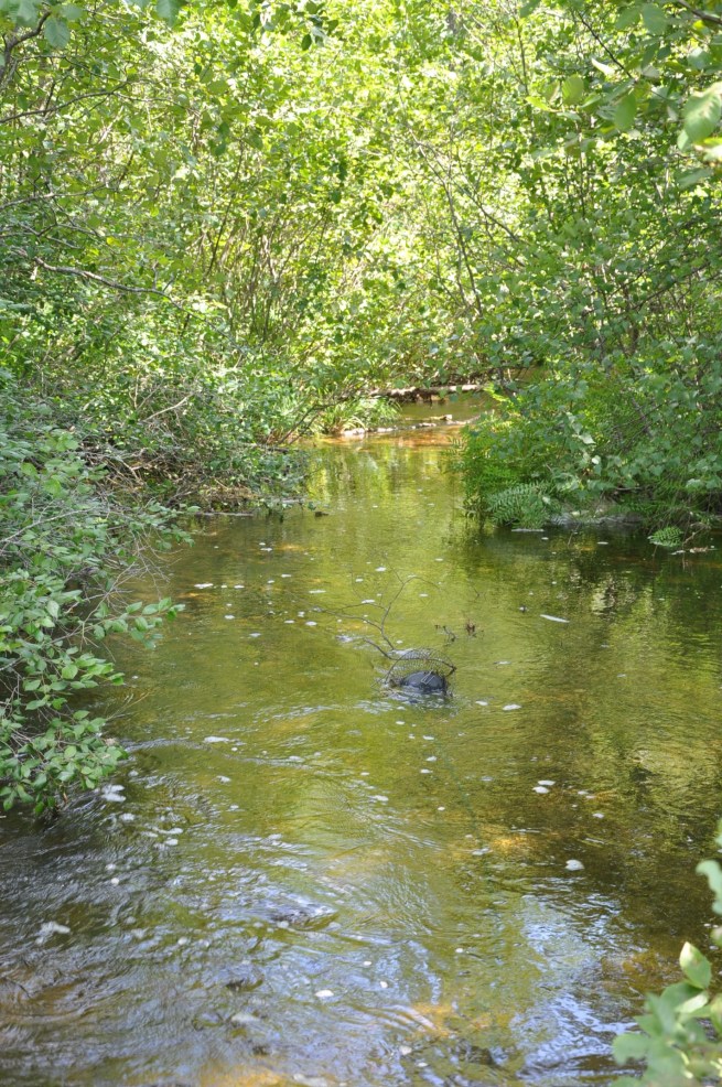 Summer 2014, Harrison, Maine. Photo: Malissa Smith