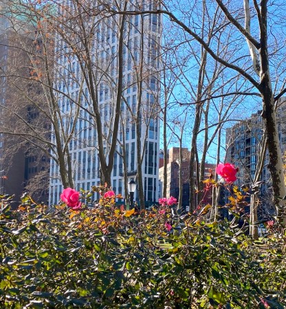 December Roses, Juneteenth Walk, Cadman Plaza Park, Brooklyn